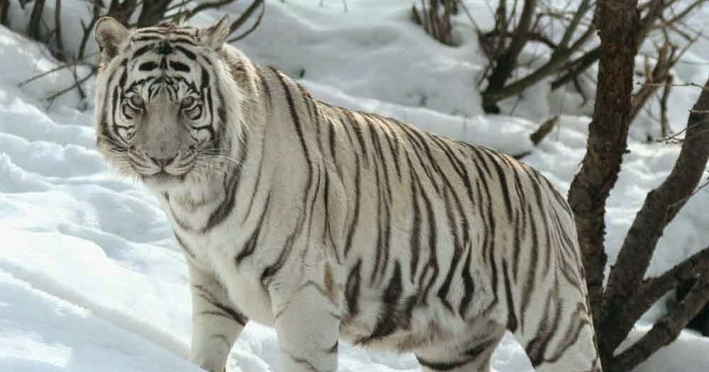 tapete singa hd,tiger,tierwelt,bengalischer tiger,landtier,sibirischer tiger