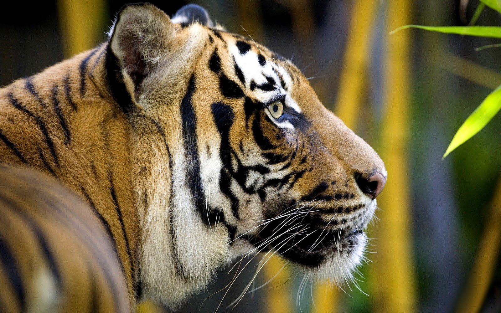 fond d'écran singa hd,tigre,faune,animal terrestre,tigre du bengale,tigre de sibérie