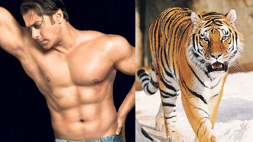 sher wallpaper,tiger,bengal tiger,felidae,muscle,barechested