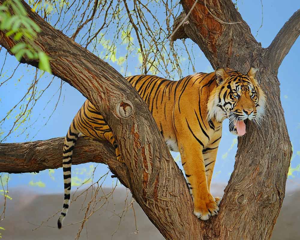 descargar fondo de pantalla harimau bergerak,tigre,fauna silvestre,tigre de bengala,tigre siberiano,felidae