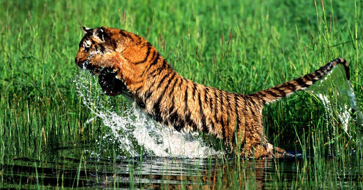 télécharger fond d'écran harimau bergerak,faune,tigre du bengale,tigre,félidés,animal terrestre