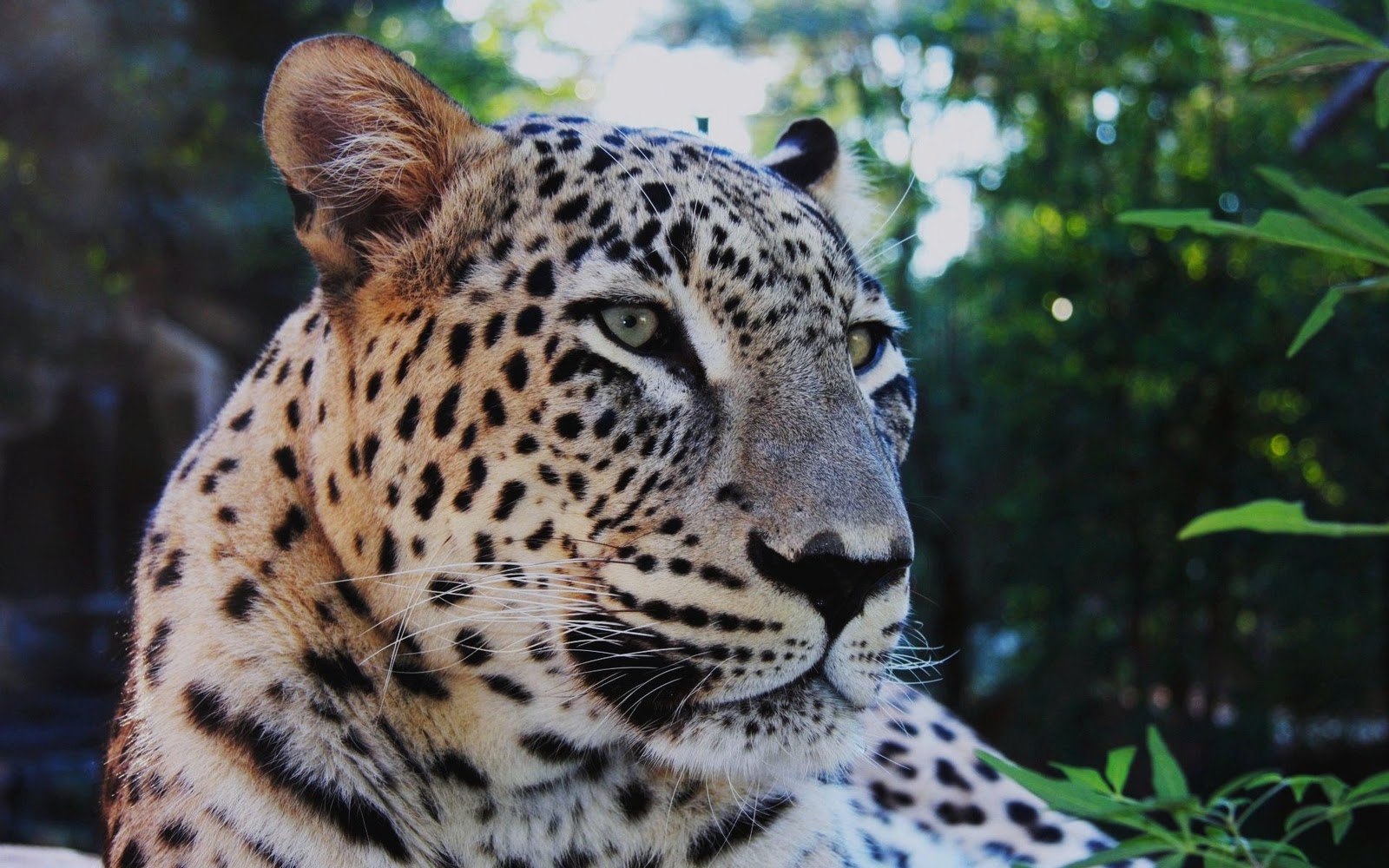 télécharger fond d'écran harimau bergerak,animal terrestre,faune,léopard,jaguar,félidés