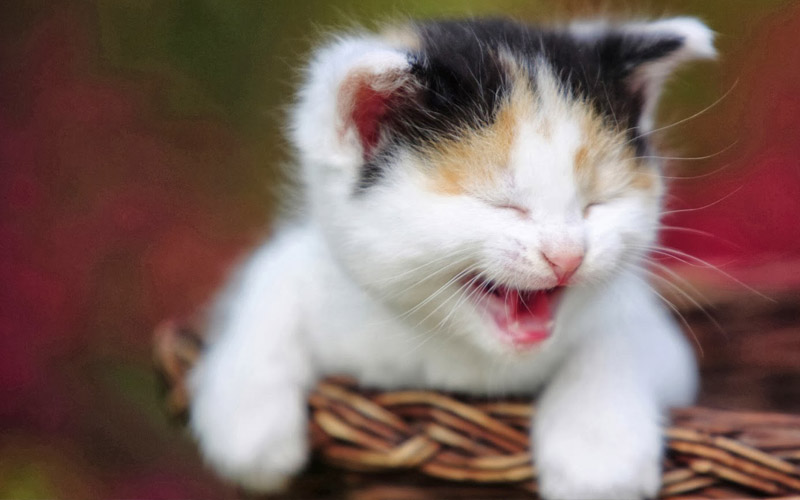 fond d'écran marah,chat,chats de petite à moyenne taille,félidés,moustaches,chaton