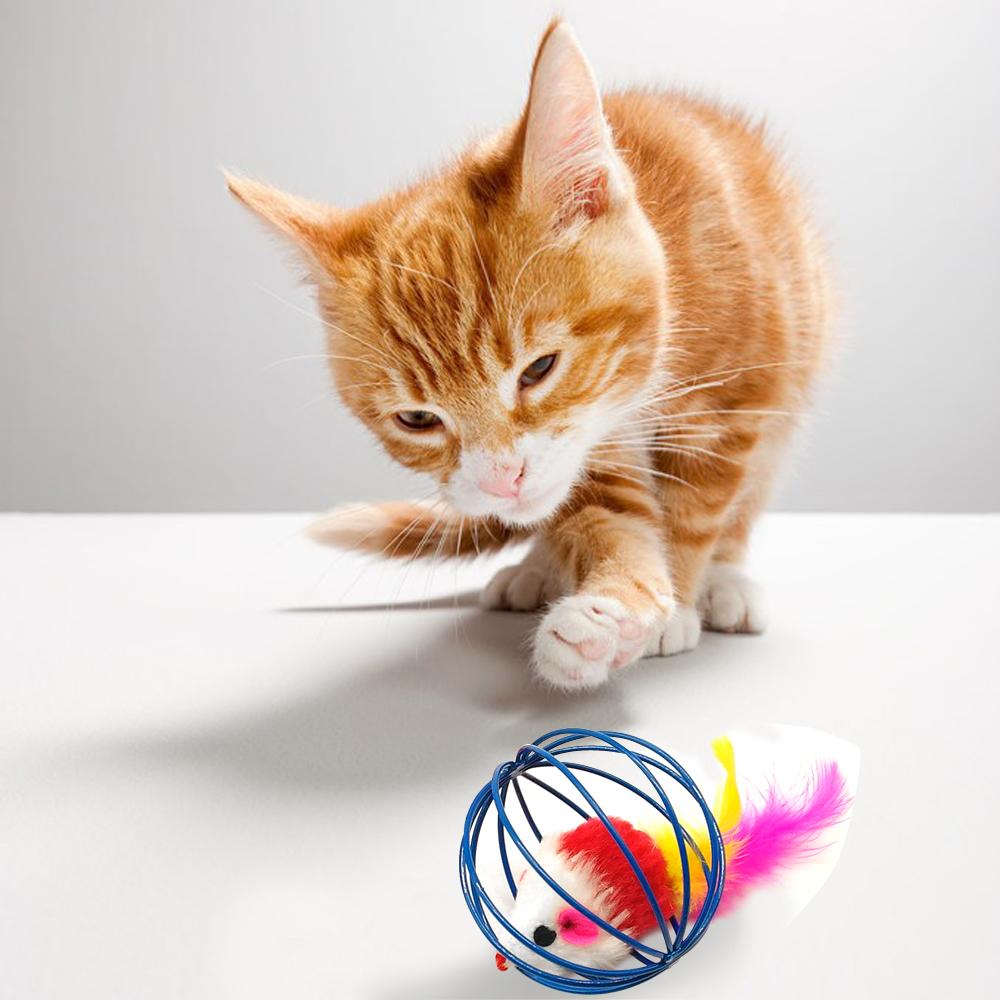 Free Download Kucing Wallpaper, Download Kucing Wallpaper Download 
