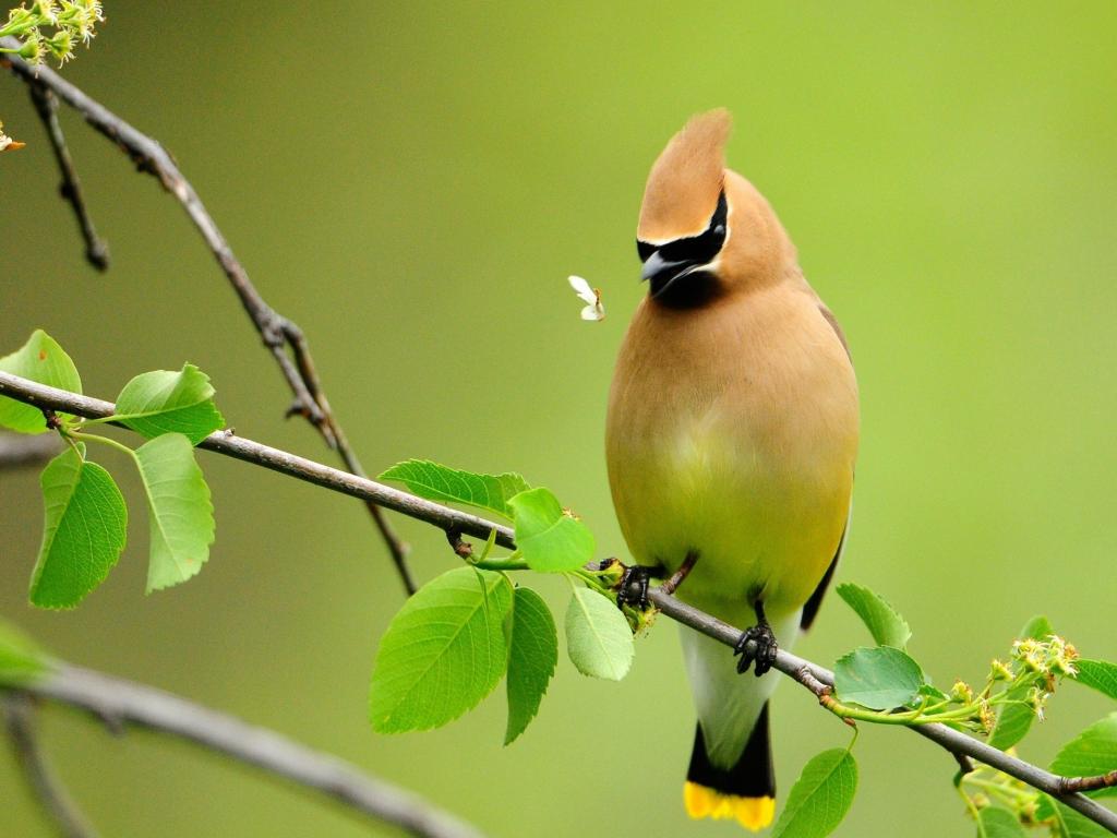 download wallpaper harimau bergerak,bird,cedar waxwing,vertebrate,beak,wildlife