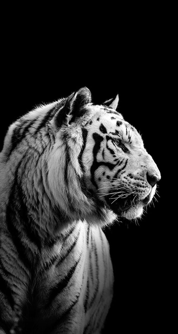 white tiger wallpaper iphone,tiger,vertebrate,bengal tiger,wildlife,mammal