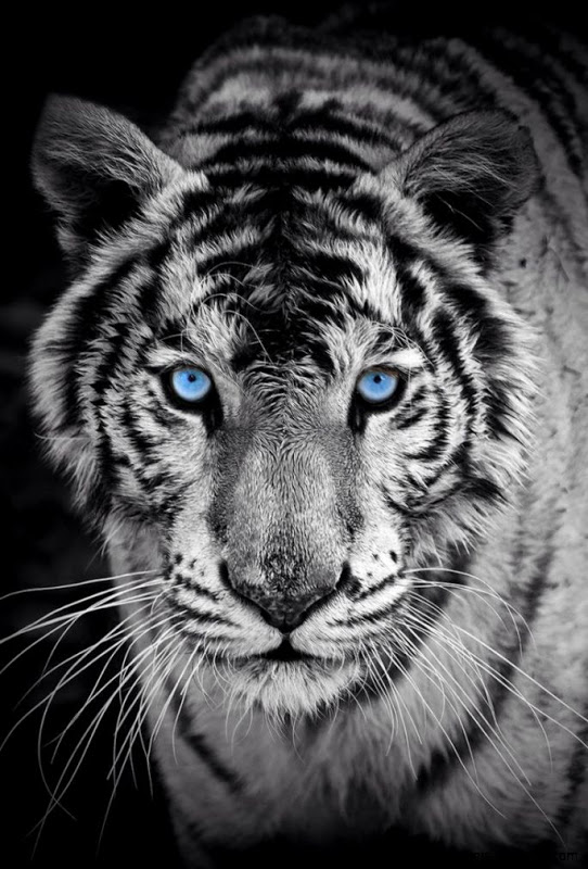 fond d'écran tigre blanc iphone,tigre du bengale,faune,tigre,félidés,moustaches