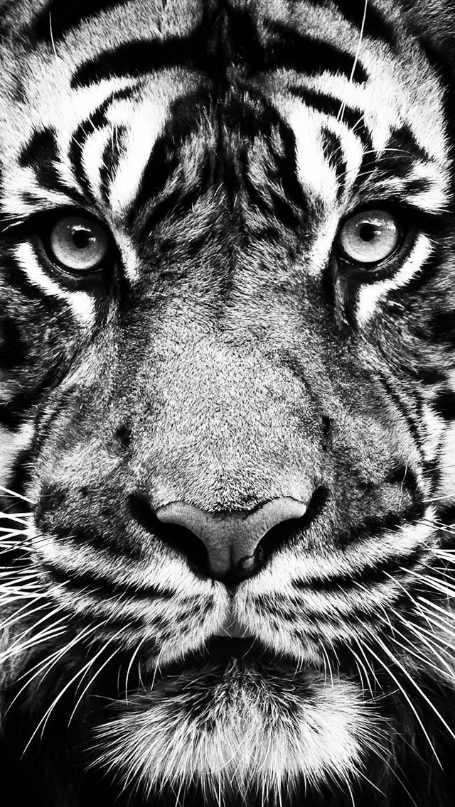 weißer tiger tapete iphone,tiger,bengalischer tiger,tierwelt,schnurrhaare,schwarz und weiß