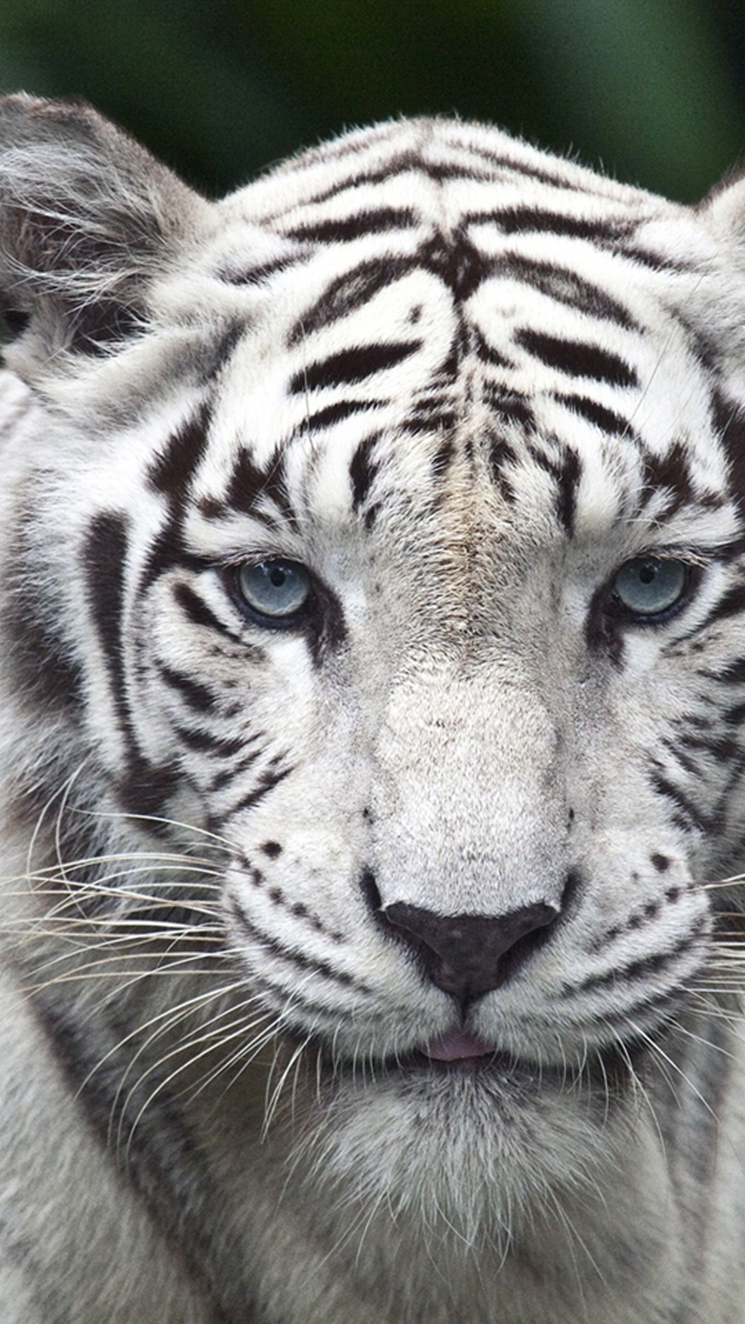 white tiger wallpaper iphone,tiger,mammal,wildlife,terrestrial animal,vertebrate