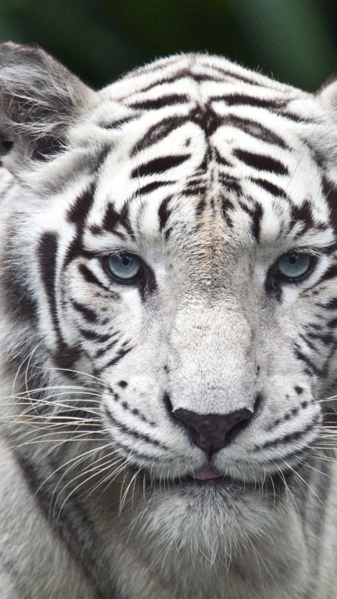 白虎壁紙iphone,虎,野生動物,陸生動物,ベンガルトラ,ひげ