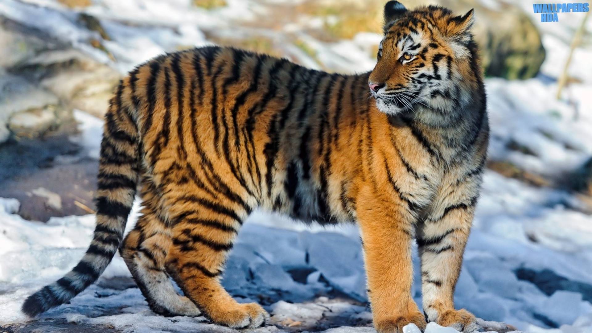 雪虎の壁紙,虎,陸生動物,野生動物,ベンガルトラ,シベリアンタイガー