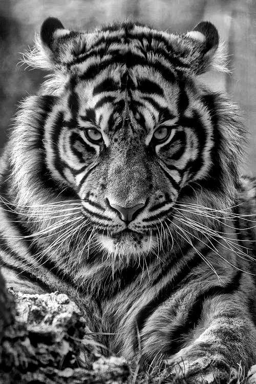 white tiger wallpaper iphone,tiger,vertebrate,bengal tiger,wildlife,mammal