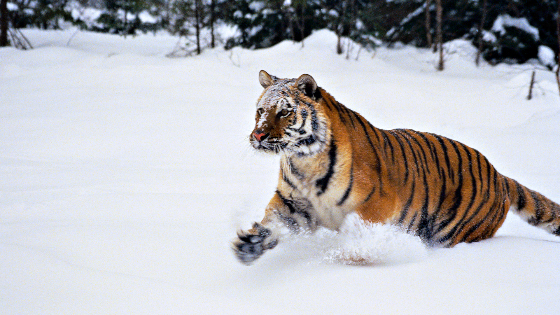 snow tiger wallpaper,tiger,mammal,vertebrate,bengal tiger,wildlife