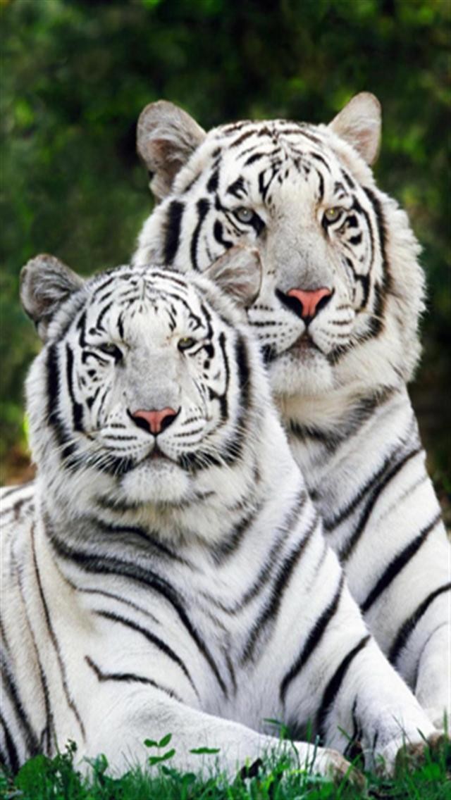 tigre blanco fondos de pantalla iphone,tigre,animal terrestre,fauna silvestre,tigre de bengala,tigre siberiano