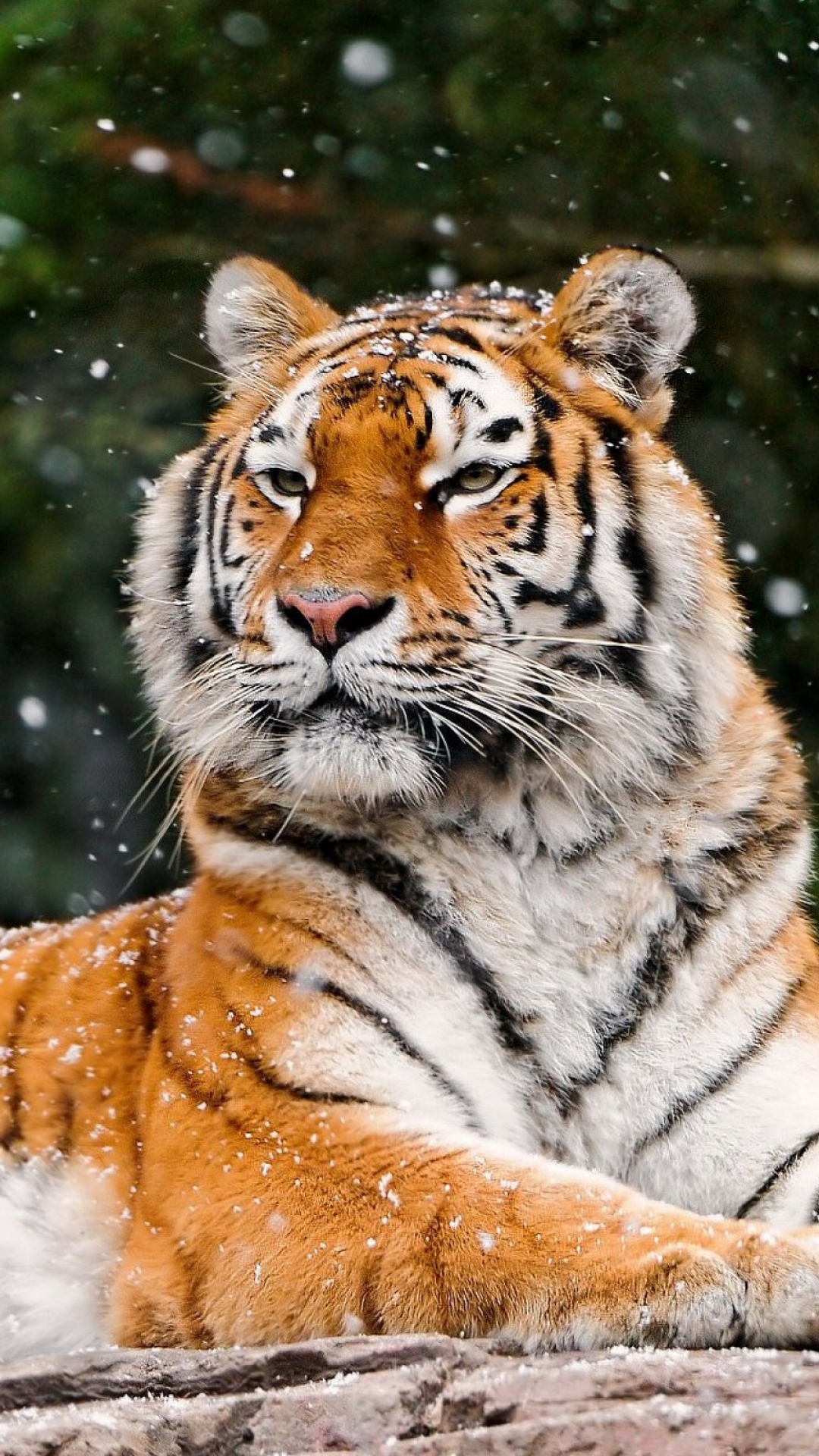snow tiger wallpaper,tiger,mammal,vertebrate,wildlife,bengal tiger