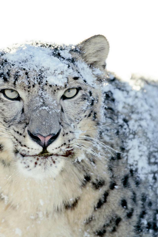 白虎壁紙iphone,ユキヒョウ,ネコ科,野生動物,陸生動物,ヒョウ