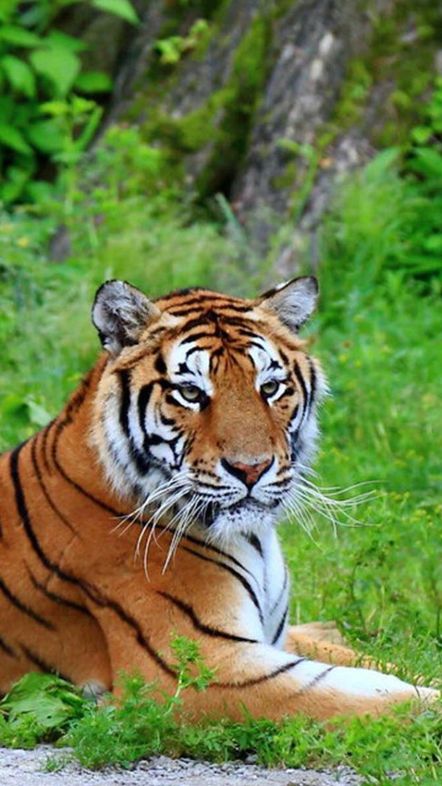 白虎壁紙iphone,虎,野生動物,陸生動物,ベンガルトラ,シベリアンタイガー