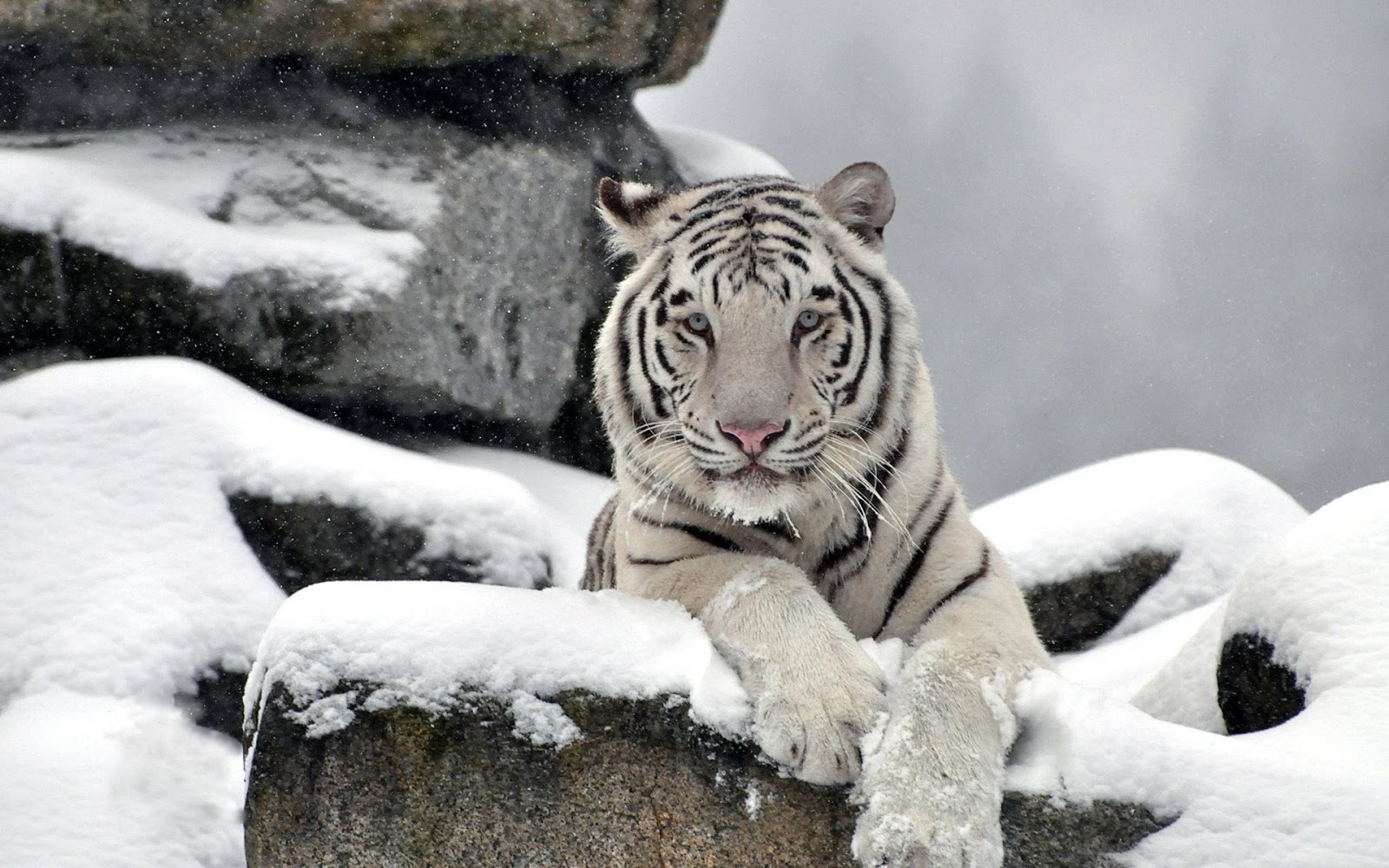 snow tiger wallpaper,tiger,mammal,vertebrate,bengal tiger,siberian tiger