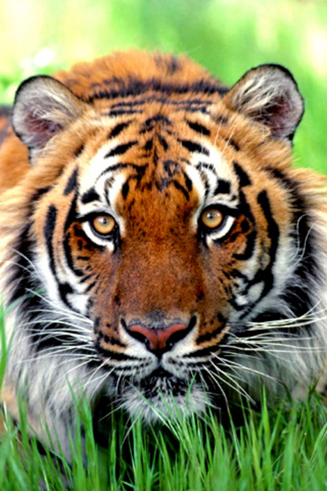 white tiger wallpaper iphone,tiger,terrestrial animal,wildlife,mammal,vertebrate
