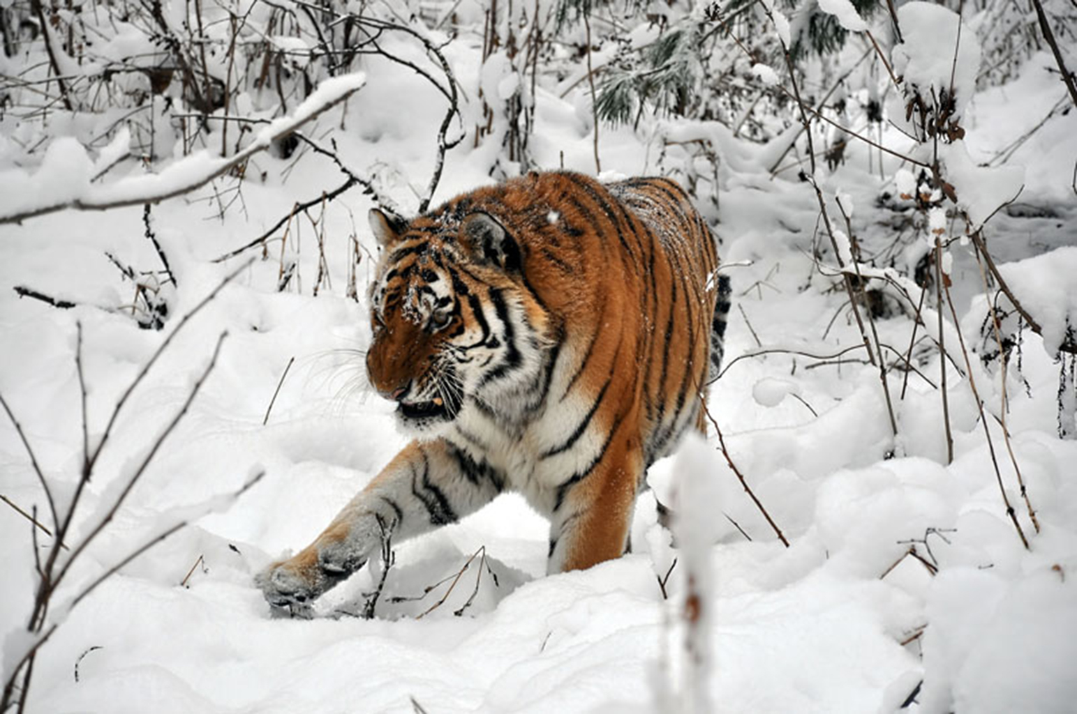 snow tiger wallpaper,tiger,mammal,vertebrate,wildlife,bengal tiger