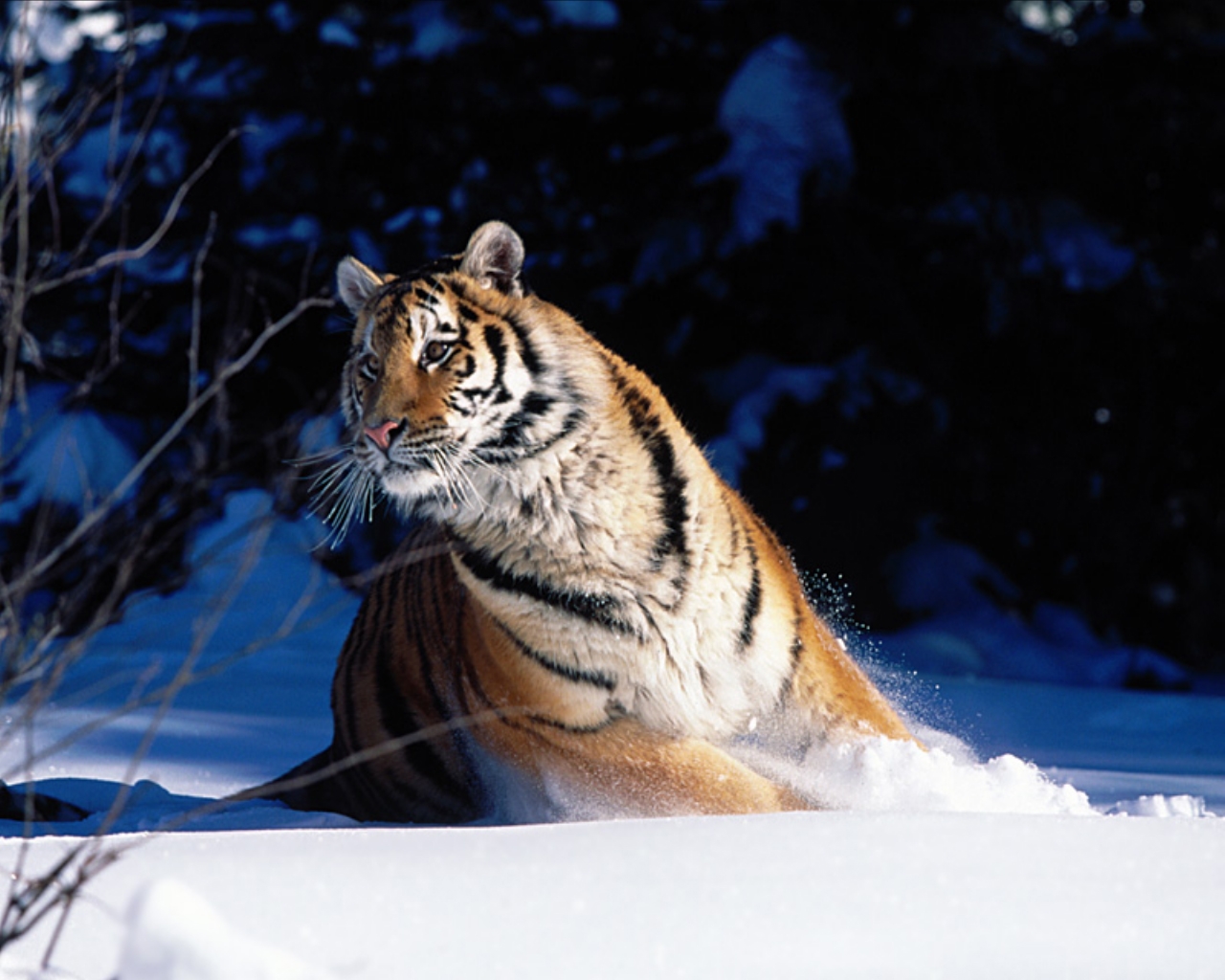 papel pintado de tigre de nieve,tigre,fauna silvestre,tigre de bengala,tigre siberiano,felidae