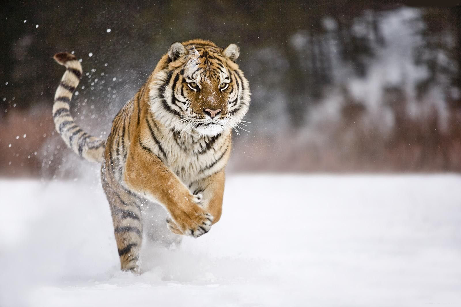 schneetiger tapete,tiger,bengalischer tiger,felidae,sibirischer tiger,tierwelt
