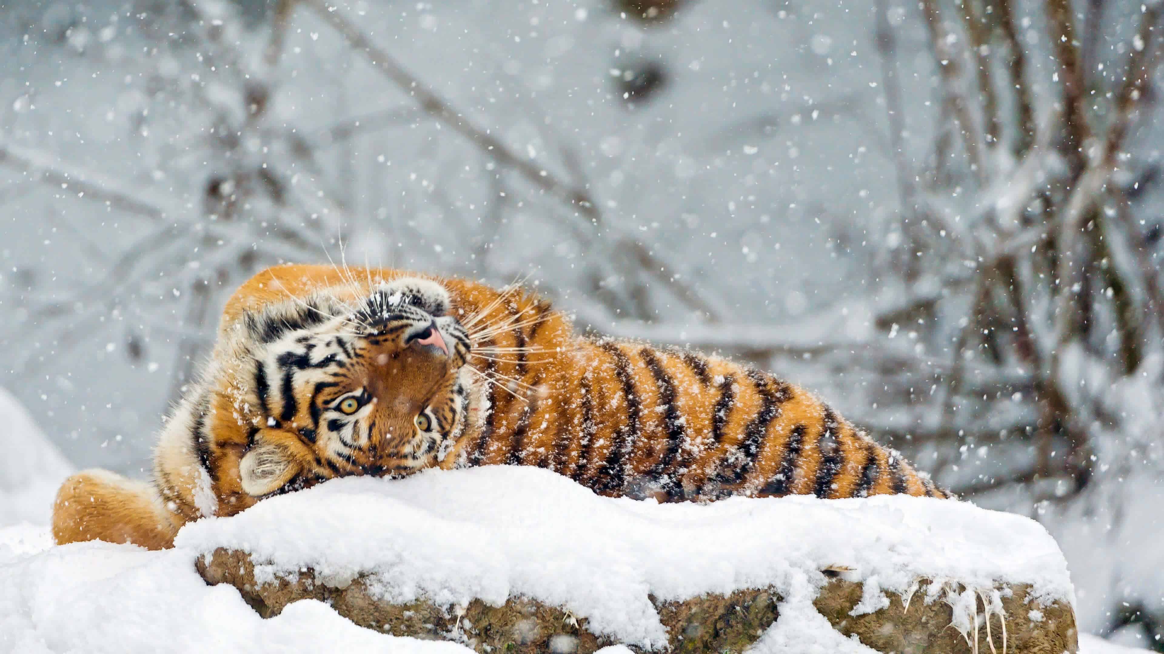 papel pintado de tigre de nieve,tigre,tigre de bengala,tigre siberiano,felidae,fauna silvestre