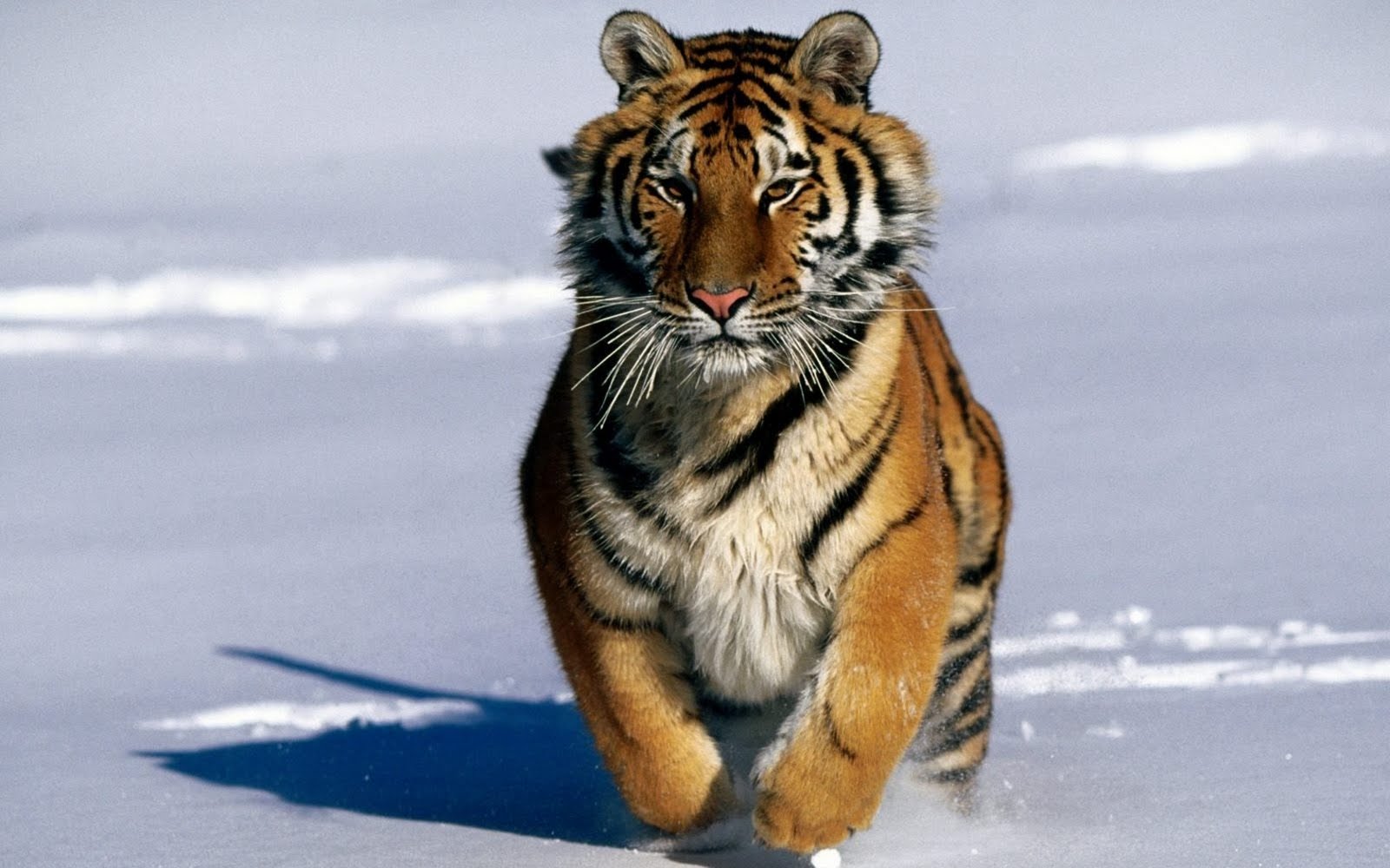 schneetiger tapete,tiger,bengalischer tiger,sibirischer tiger,felidae,tierwelt