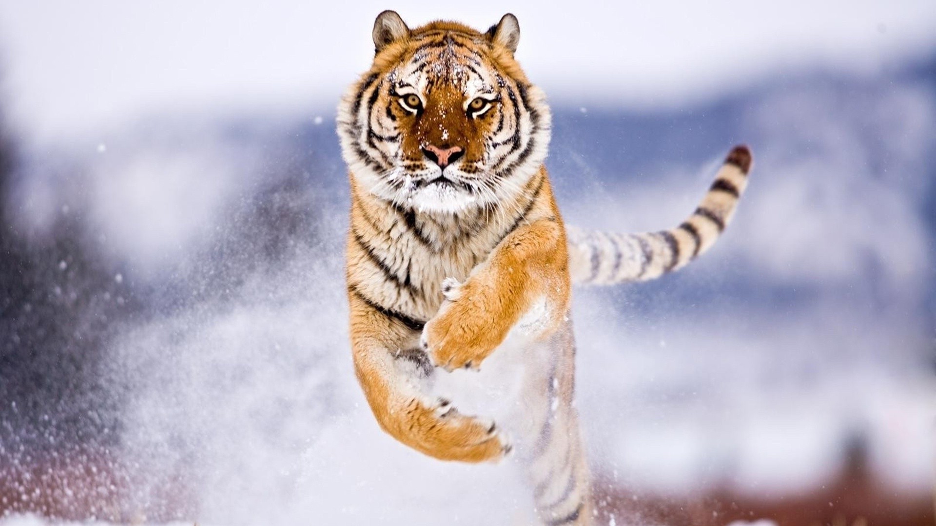 snow tiger wallpaper,mammal,vertebrate,wildlife,bengal tiger,felidae