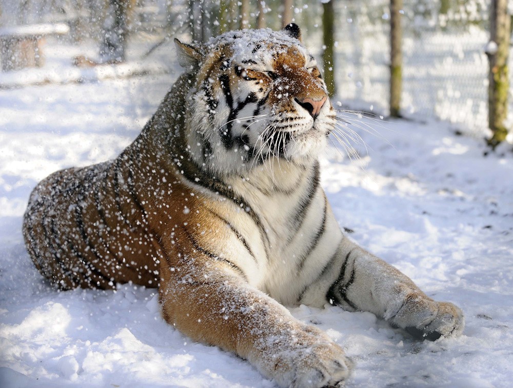 schneetiger tapete,tiger,bengalischer tiger,sibirischer tiger,felidae,landtier