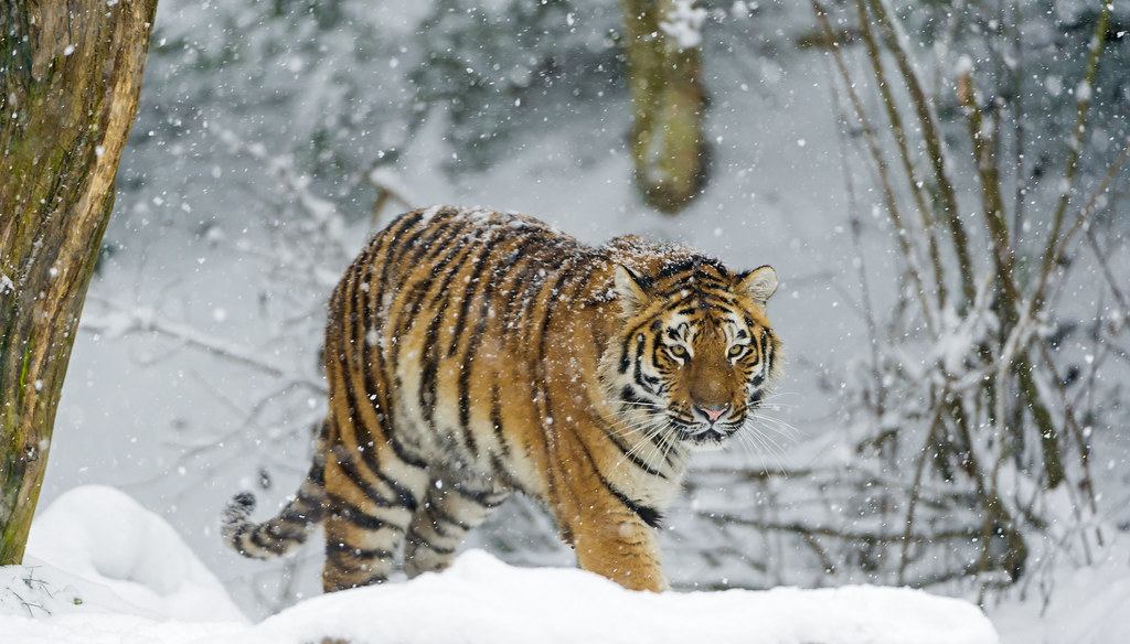 snow tiger wallpaper,mammal,tiger,vertebrate,bengal tiger,siberian tiger