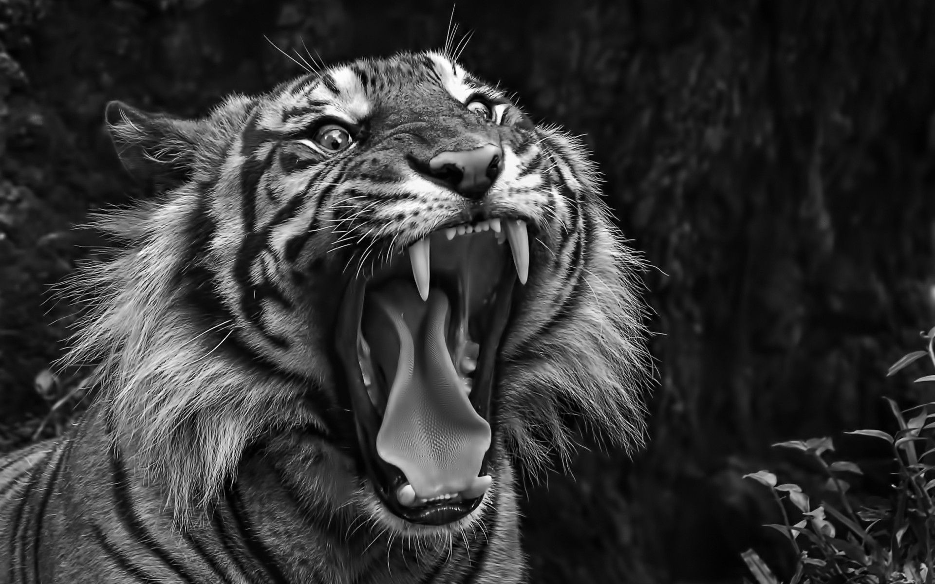 tigre blanc hd fonds d'écran 1080p,tigre du bengale,faune,rugir,félidés,blanc
