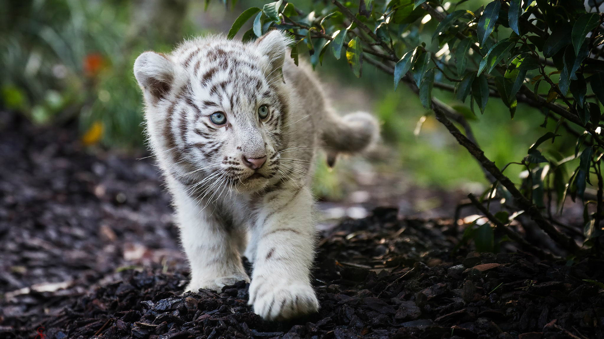 tigre blanc hd fonds d'écran 1080p,faune,félidés,moustaches,animal terrestre,gros chats