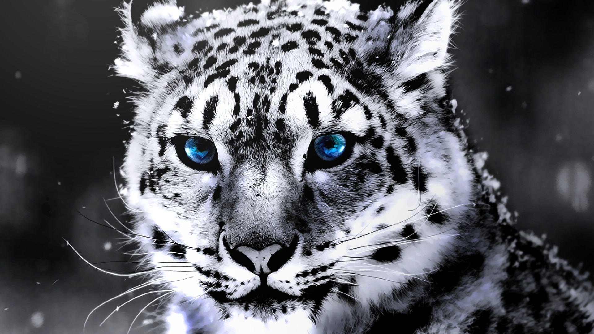 tigre blanc hd fonds d'écran 1080p,léopard des neiges,moustaches,faune,animal terrestre,félidés