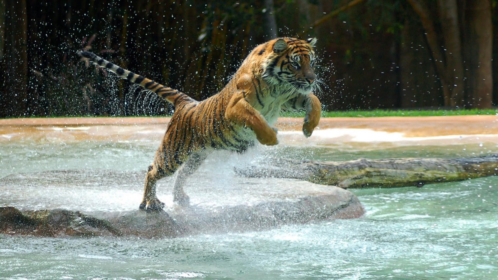 tigre blanco fondos de pantalla hd 1080p,tigre,tigre de bengala,felidae,fauna silvestre,tigre siberiano