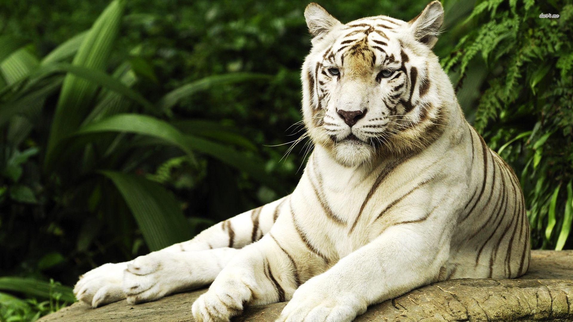 white tiger hd wallpapers 1080p,tiger,mammal,vertebrate,wildlife,bengal tiger