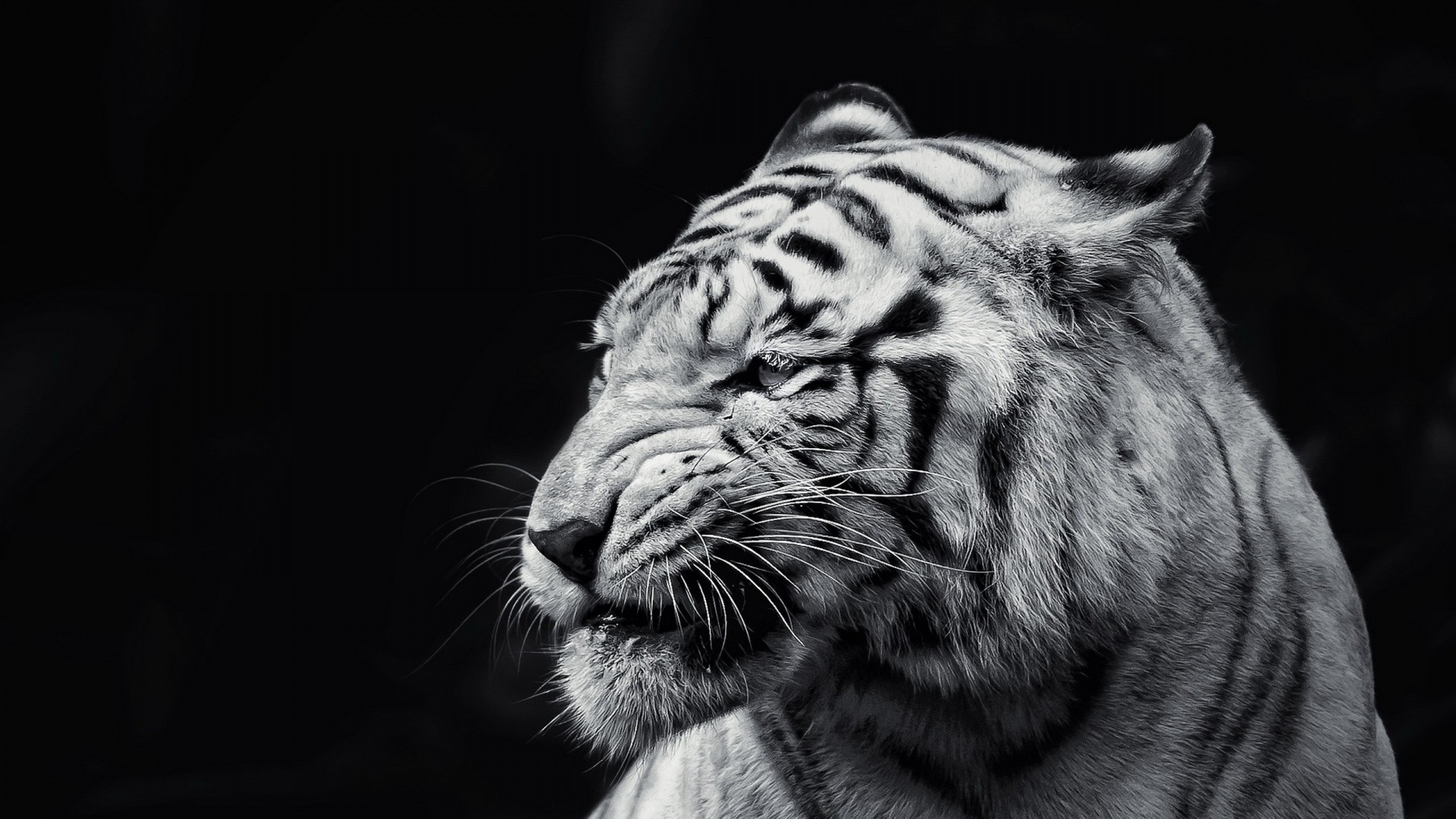tigre blanco fondos de pantalla hd 1080p,tigre,fauna silvestre,tigre de bengala,blanco,felidae