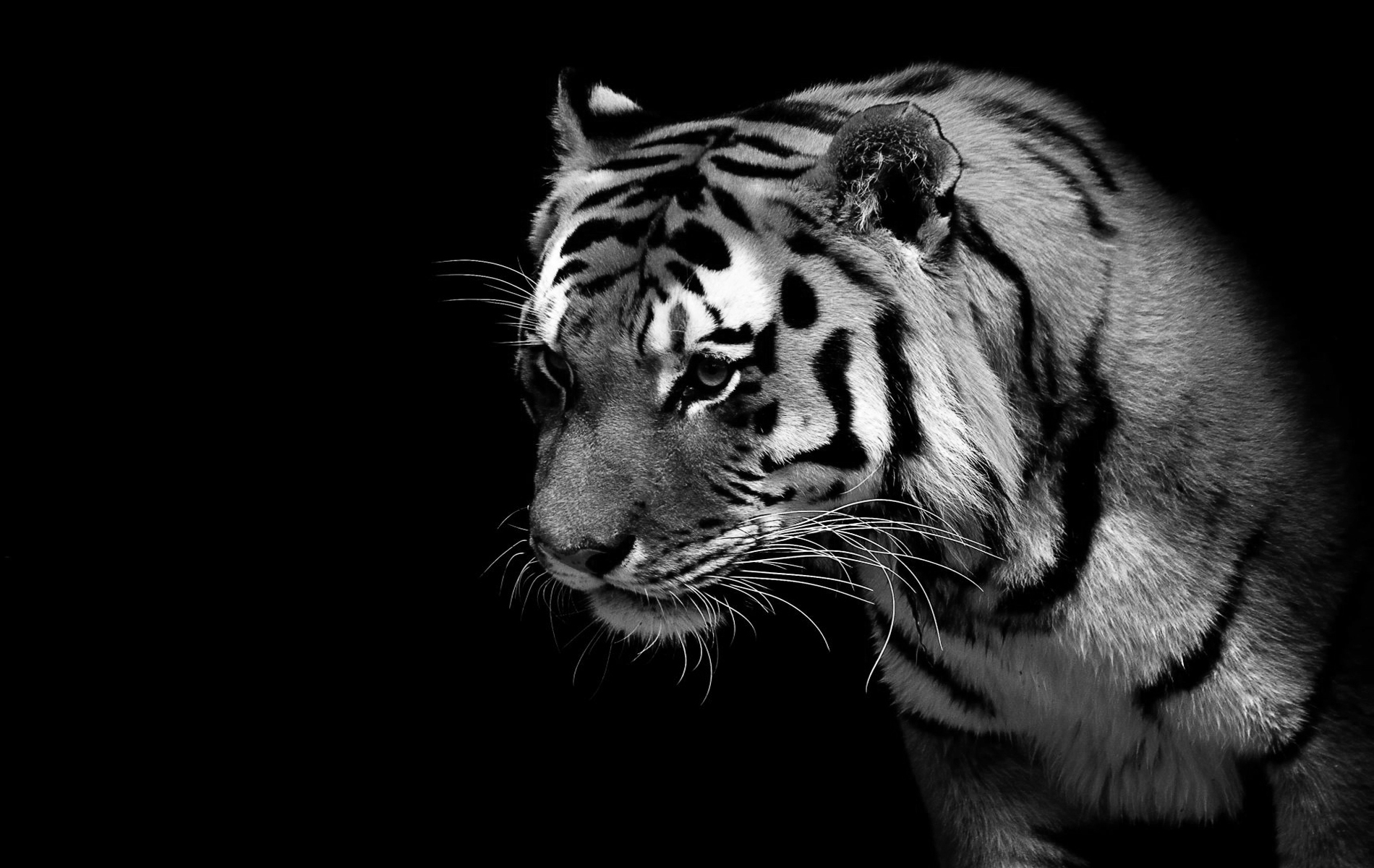 tigre blanco fondos de pantalla hd 1080p,fauna silvestre,tigre de bengala,tigre,felidae,bigotes