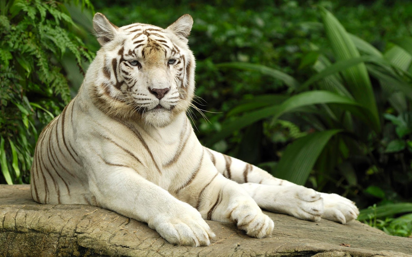 tigre blanc hd fonds d'écran 1080p,tigre,tigre du bengale,animal terrestre,faune,félidés