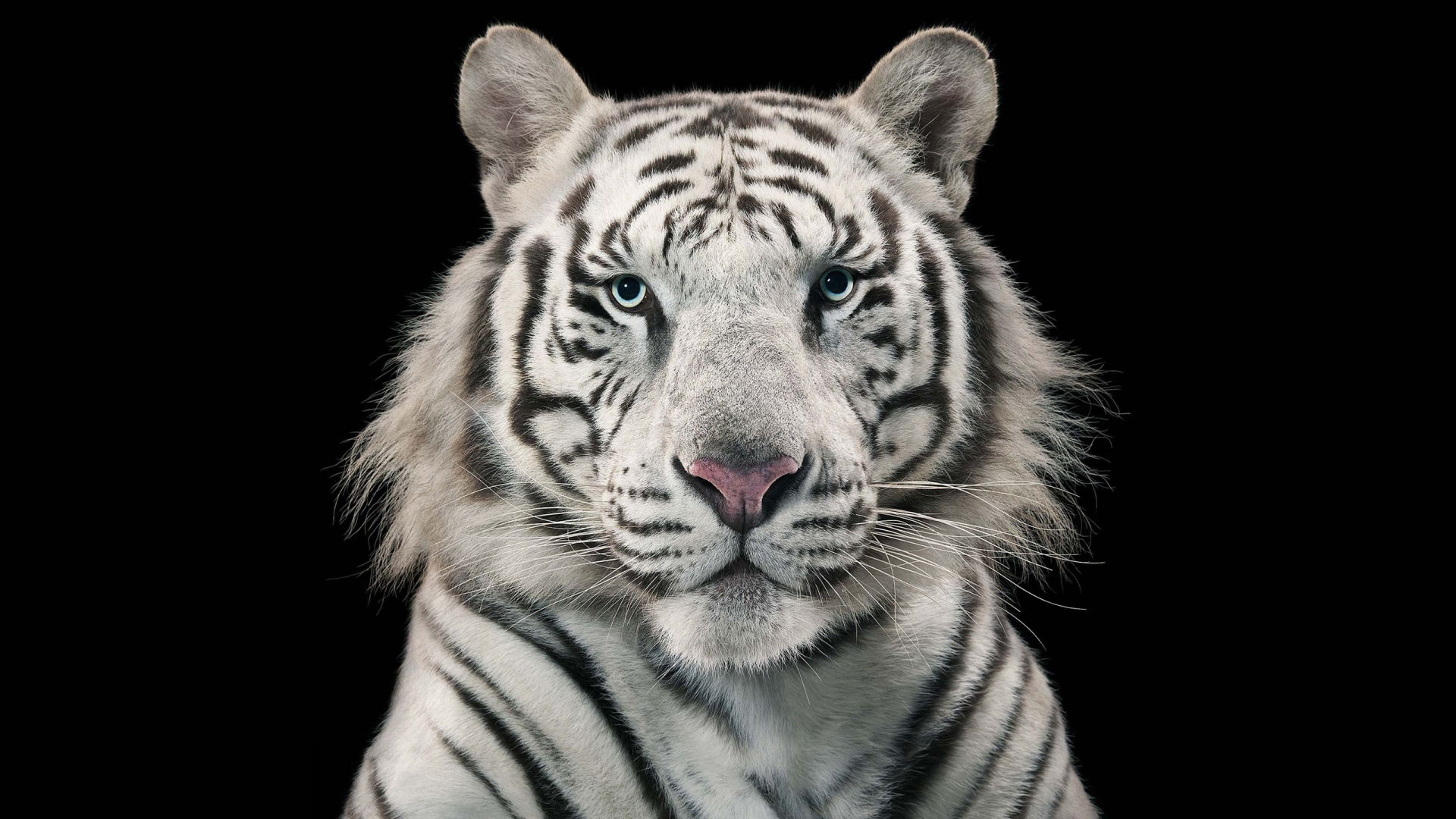white tiger wallpaper hd,tiger,mammal,wildlife,vertebrate,bengal tiger