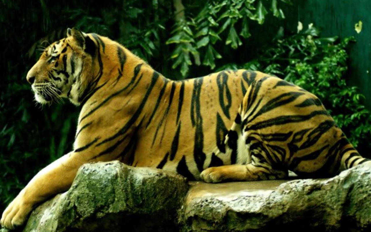 wallpaper macan kumbang,tiger,mammal,terrestrial animal,vertebrate,wildlife