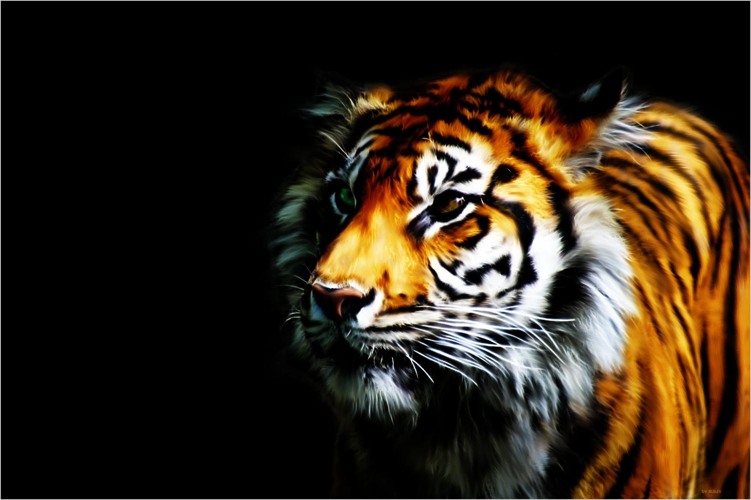 wallpaper harimau 3d,tiger,vertebrate,wildlife,bengal tiger,mammal