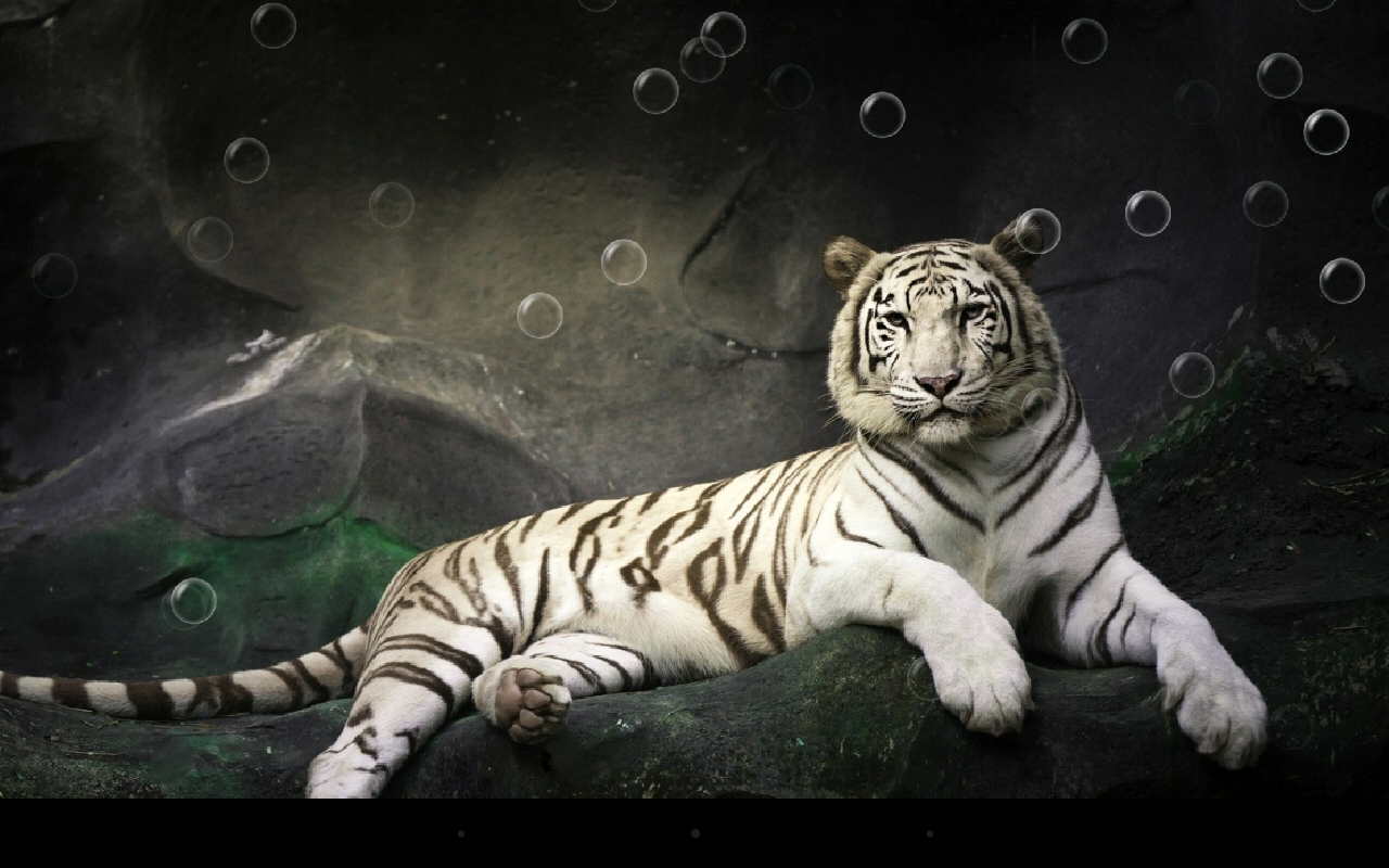 carta da parati harimau 3d,tigre,tigre del bengala,felidae,tigre siberiana,natura