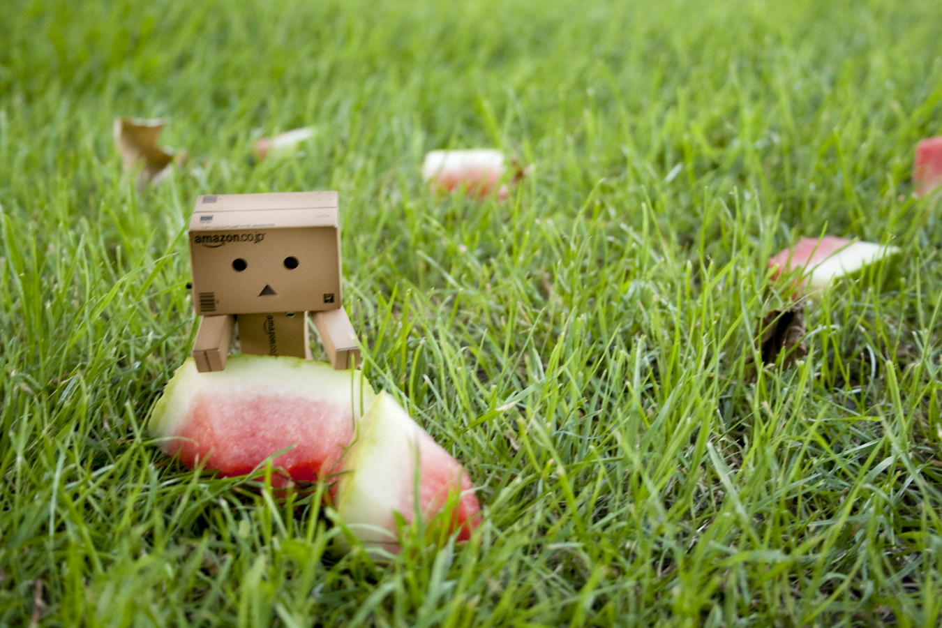 wallpaper boneka kardus,grass,green,grass family,lawn,grassland