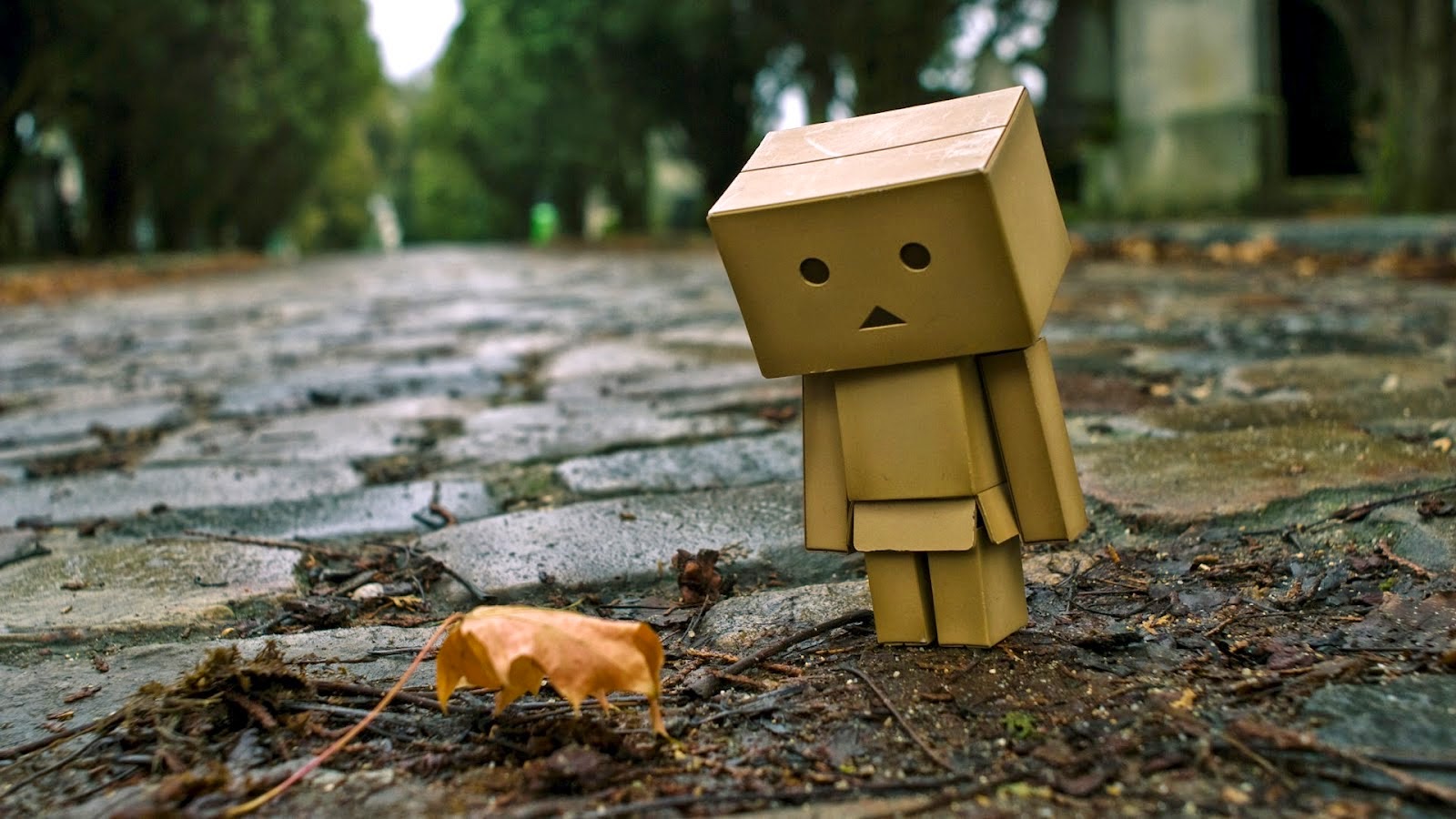 danbo wallpaper,yellow,wood,snout,tree,fawn