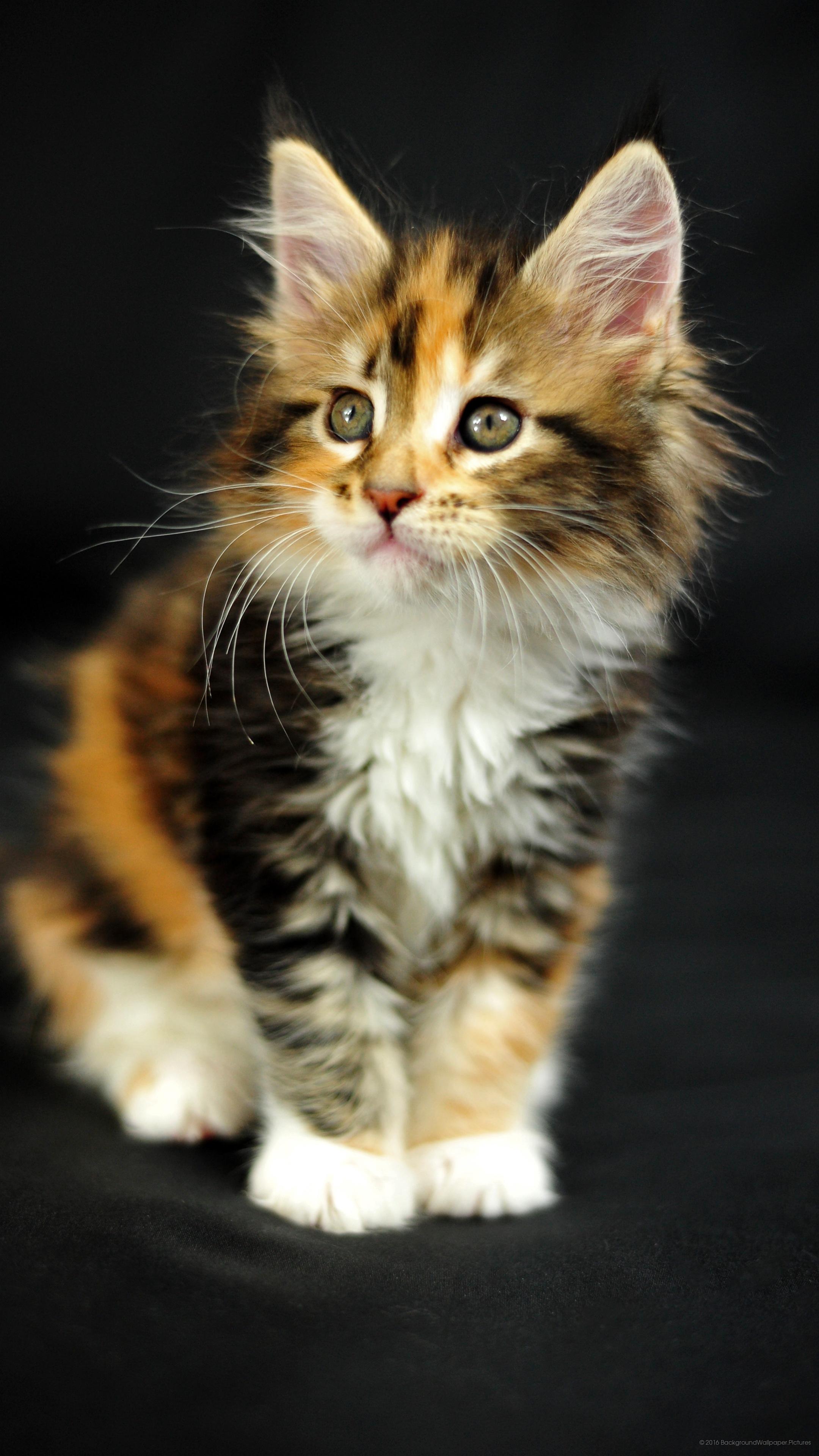 descargar fondo de pantalla kucing,gato,gatos pequeños a medianos,felidae,bigotes,gatito