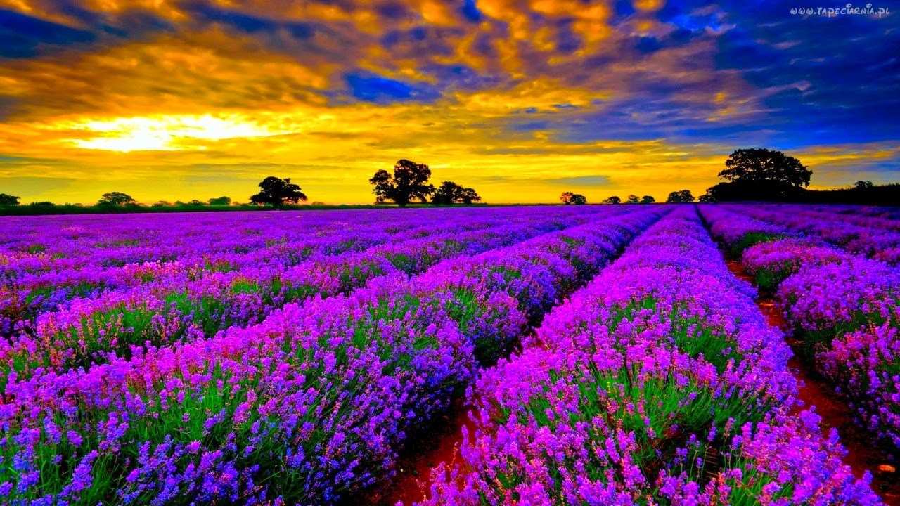 fond d'écran yang paling cantik,lavande,violet,paysage naturel,ciel,fleur