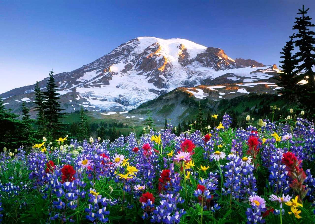 tapete yang blass cantik,natürliche landschaft,natur,wiese,wildblume,berg