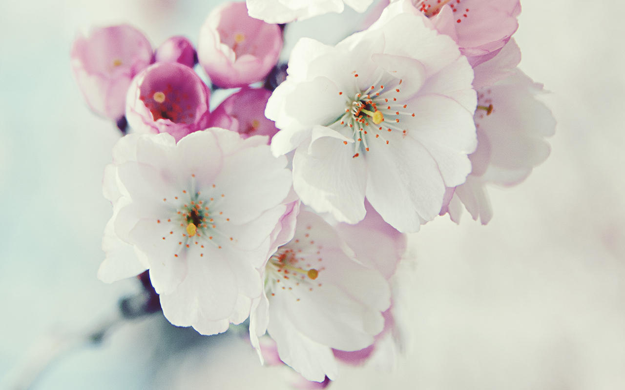 wallpaper yang paling cantik,flower,petal,blossom,cherry blossom,pink