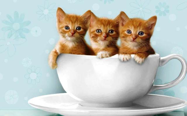 wallpaper kucing kartun,cat,small to medium sized cats,mammal,cup,felidae